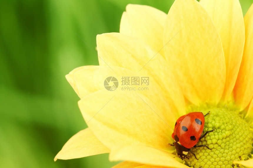 黄色花朵上的拖拉器花粉太阳草地园艺植物群宏观植物阳光花瓣场地图片