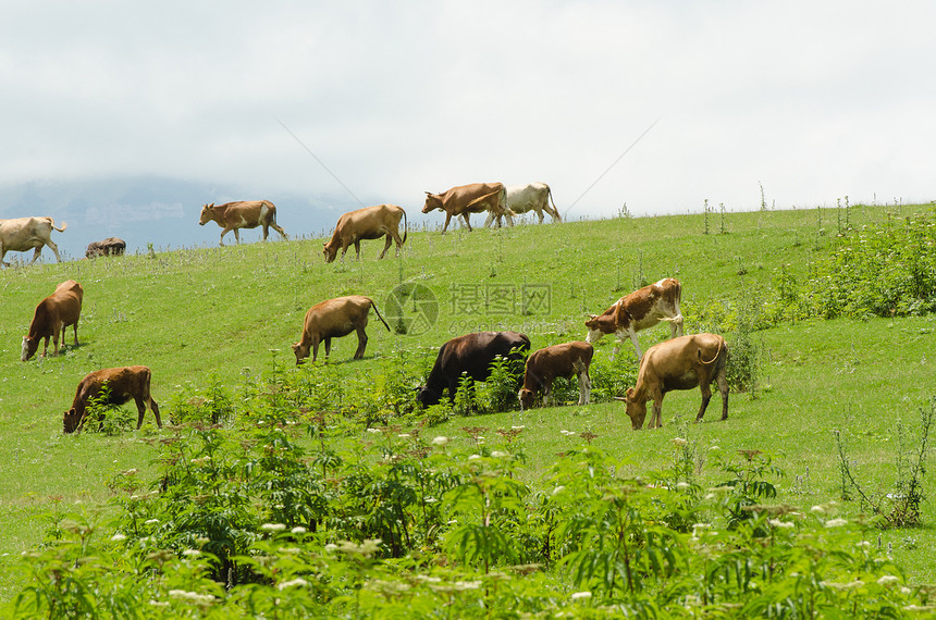 牛群在绿地上放牧晴天农田奶牛土地家畜动物农村天空国家农场图片