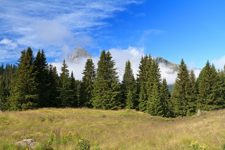 阿尔卑山景观草地环境国家爬坡蓝色风景全景木头场地天空图片