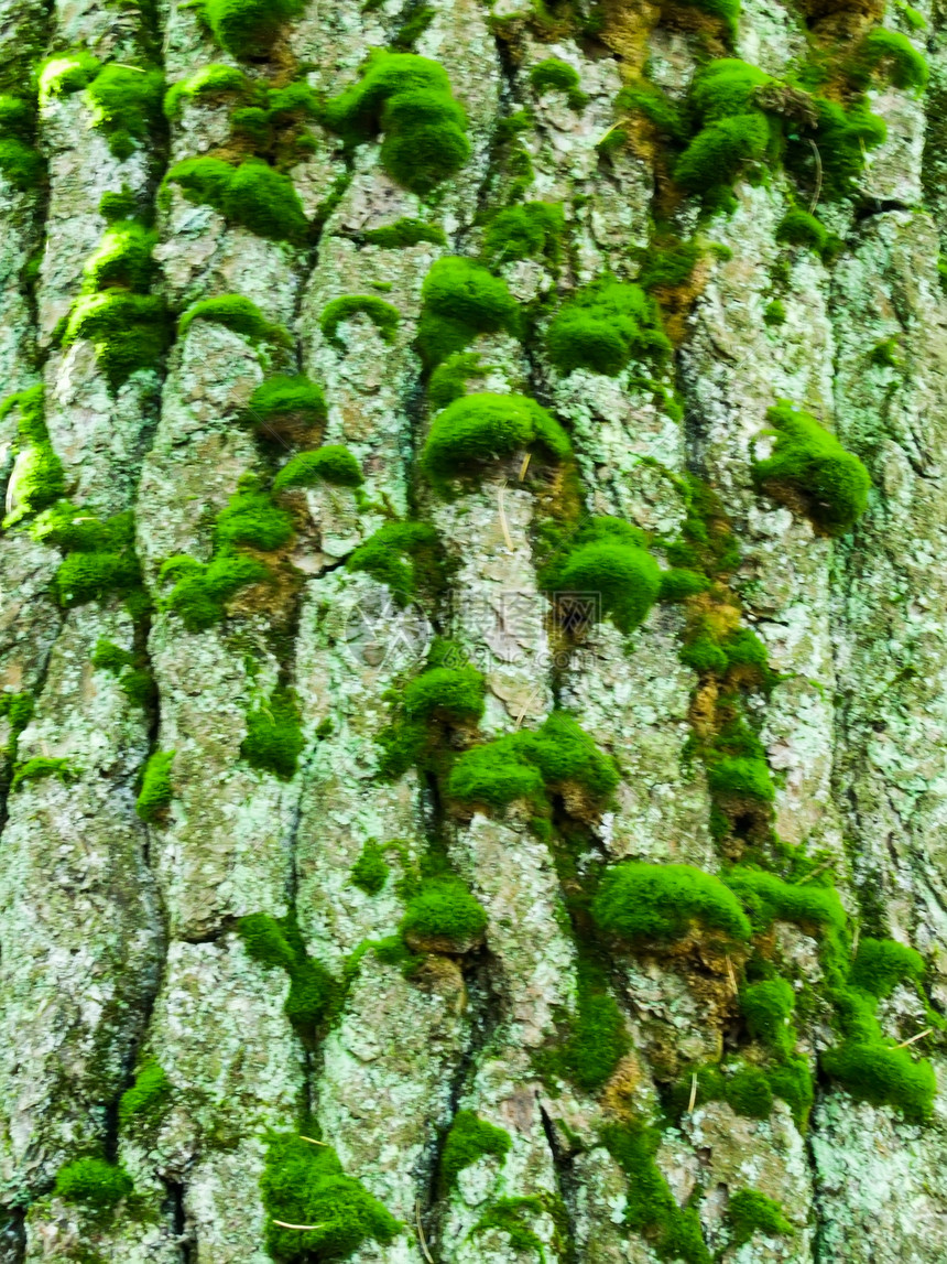 覆盖苔苗的木柴质体植物生产墙纸木头苔藓木材橡木绿色木板矿物质图片