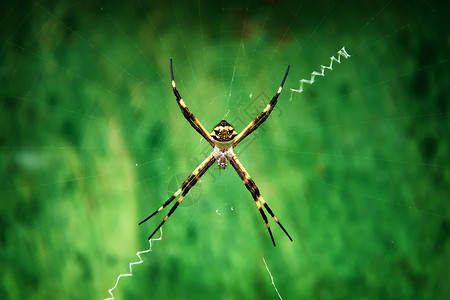 银箭毒液漏洞蜘蛛网络蜘蛛网动物捕食者昆虫绿色荒野背景图片