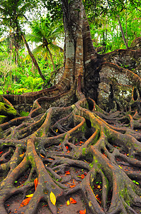 林树 树根和绿叶植被历史植物群老化家庭森林树叶时间背景图片
