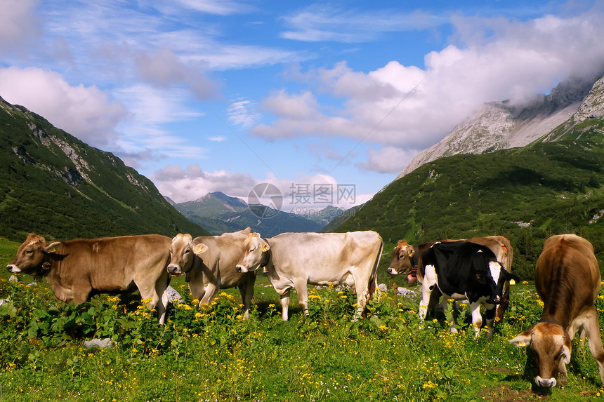 瑞士阿尔卑斯山脉草原上的牛农业棕色牛奶山脉植物群动物群牛肉蓝色绿色干草图片