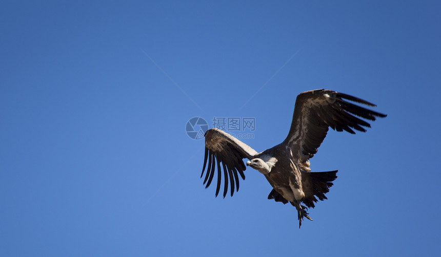 飞翔的秃鹫 西班牙拉斯梅林达德斯 布尔戈斯 卡斯蒂利亚和里昂秃鹰动物群生活飞行野生动物清道夫荒野晴天翅膀图片