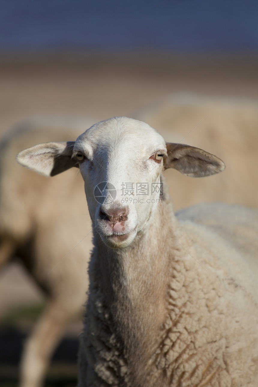 羊群 Ebro水库西班牙反刍动物哺乳动物农业草食性农场国家团体女性动物畜牧业图片