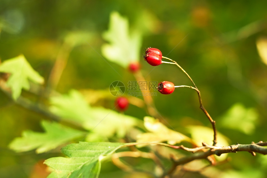 红草莓宏观树叶荒野晴天浆果水果阳光衬套植物学团体图片