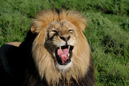 卡拉哈里豹狮子座毛茸茸的高清图片