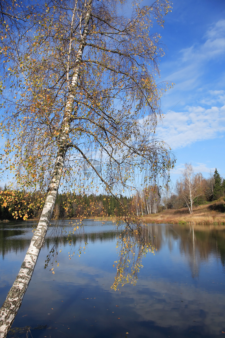 秋季湖反射风景秋叶叶子桦木天空图片