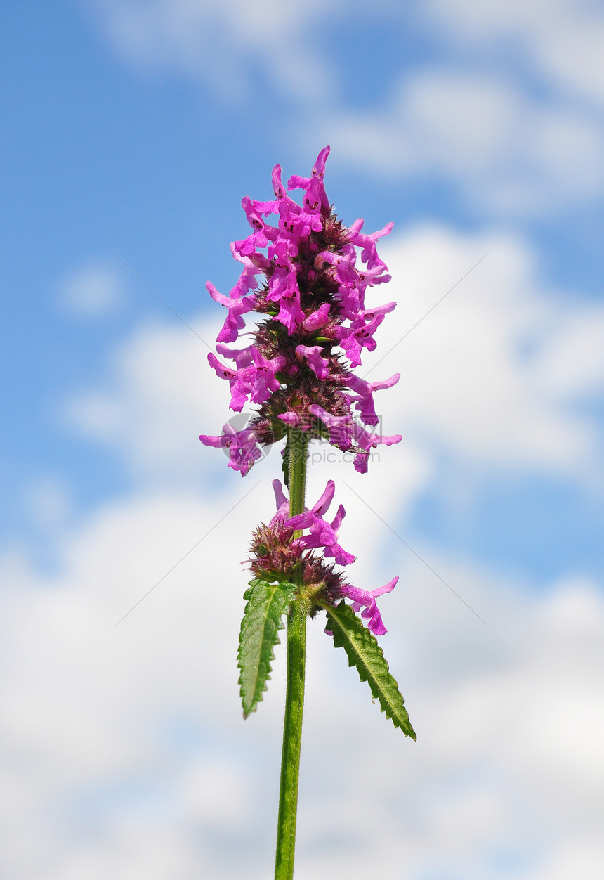 紫贝托尼植物红色唇形科医疗天空蓝色植物群荒野紫色草本植物图片