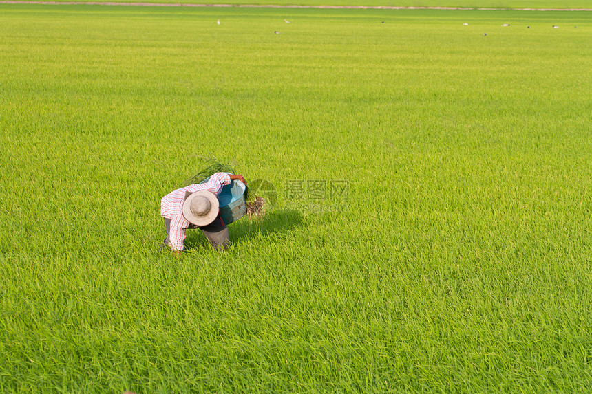 在稻田工作的农民种植园文化天空草地场景生长生活栽培农田农场图片