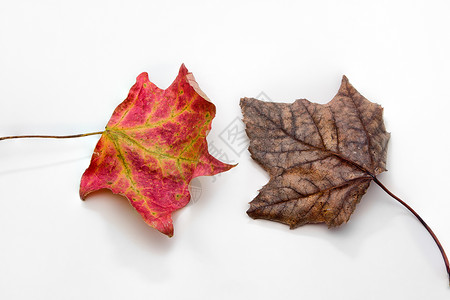 白上孤立的两块秋叶背景图片