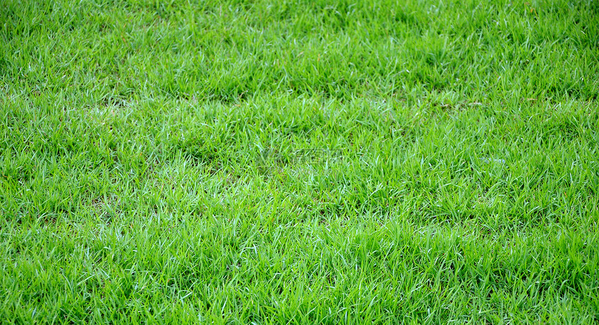 绿绿色草质背景花园草地场地图片