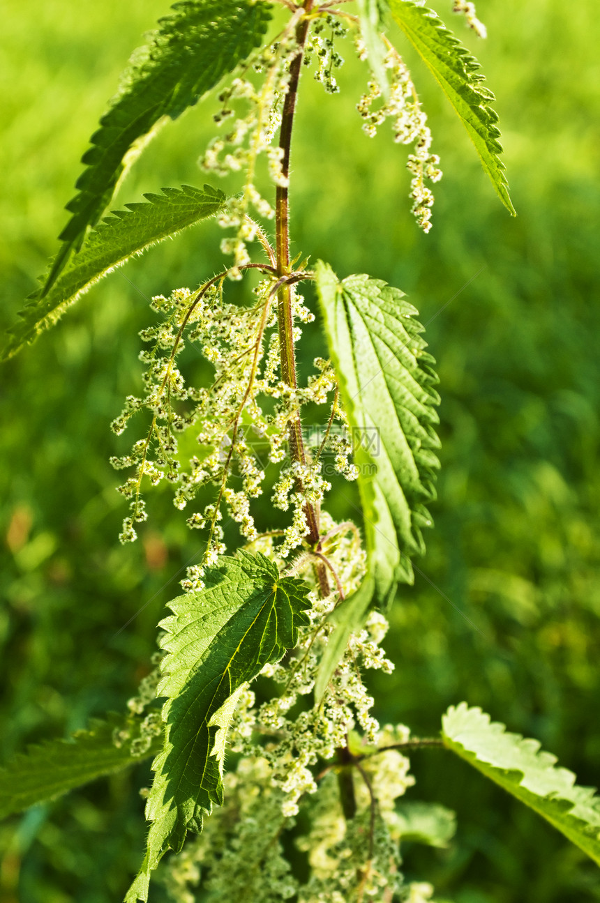 以种子盟誓荨麻食物蔬菜植物群叶子菠菜场地植物草本植物杂草图片