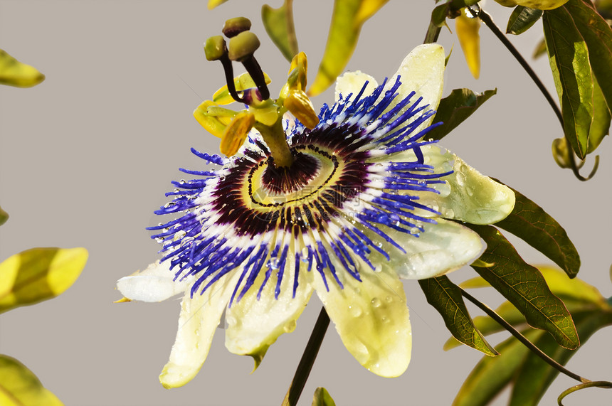 鲜花花园热情热带中心花朵植物学卫生药品花束蓝色图片