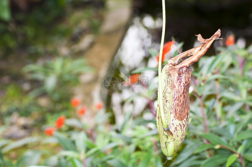 尼彭热带食肉动物植物消化漏洞花园情调猪笼草投手捕手昆虫丛林口袋图片