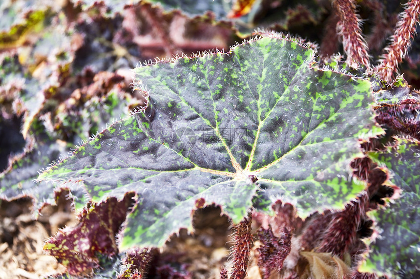 绿叶生活生态植物群植物学植物绿色静脉叶子生长图片