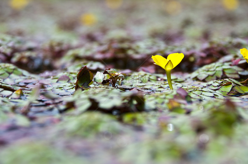 小黄黄色莲花花花园生物学风化荷花叶子灌木百合软垫植物情调图片