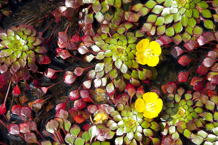 小黄黄色莲花花植物学百合荷花软垫花园风化异国植物生物学叶子图片