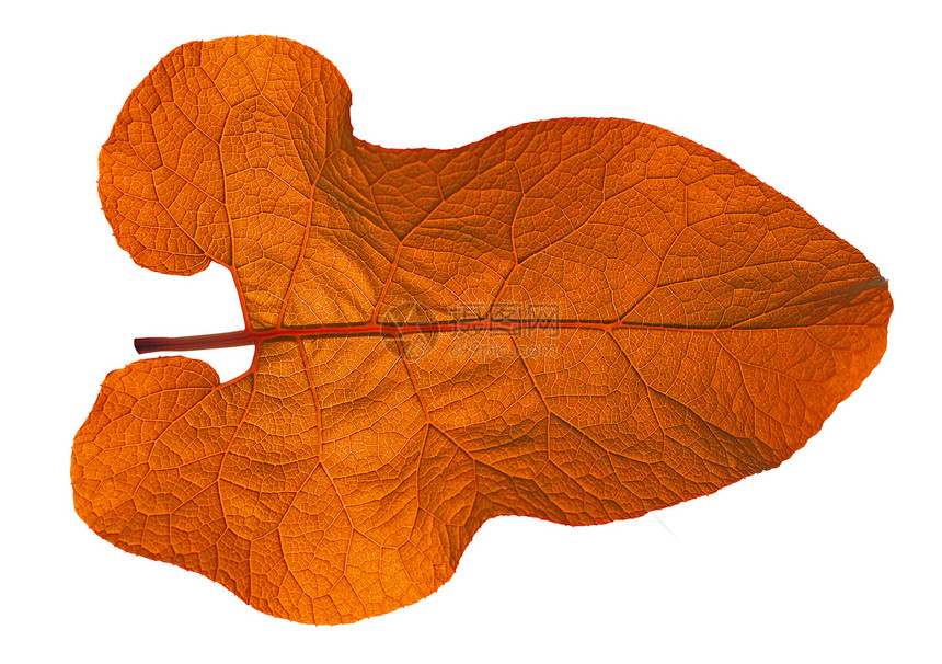 白背景的秋叶植物群生长树木森林美丽季节橙子红色团体植物学图片