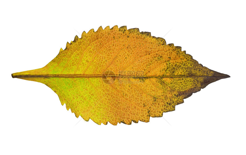 白背景的秋叶棕色活力黄色树木生长橙子叶子美丽植物群金子图片