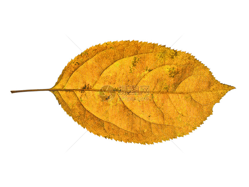 白背景的秋叶金子植物棕色黄色活力季节橙子叶子植物学生长图片