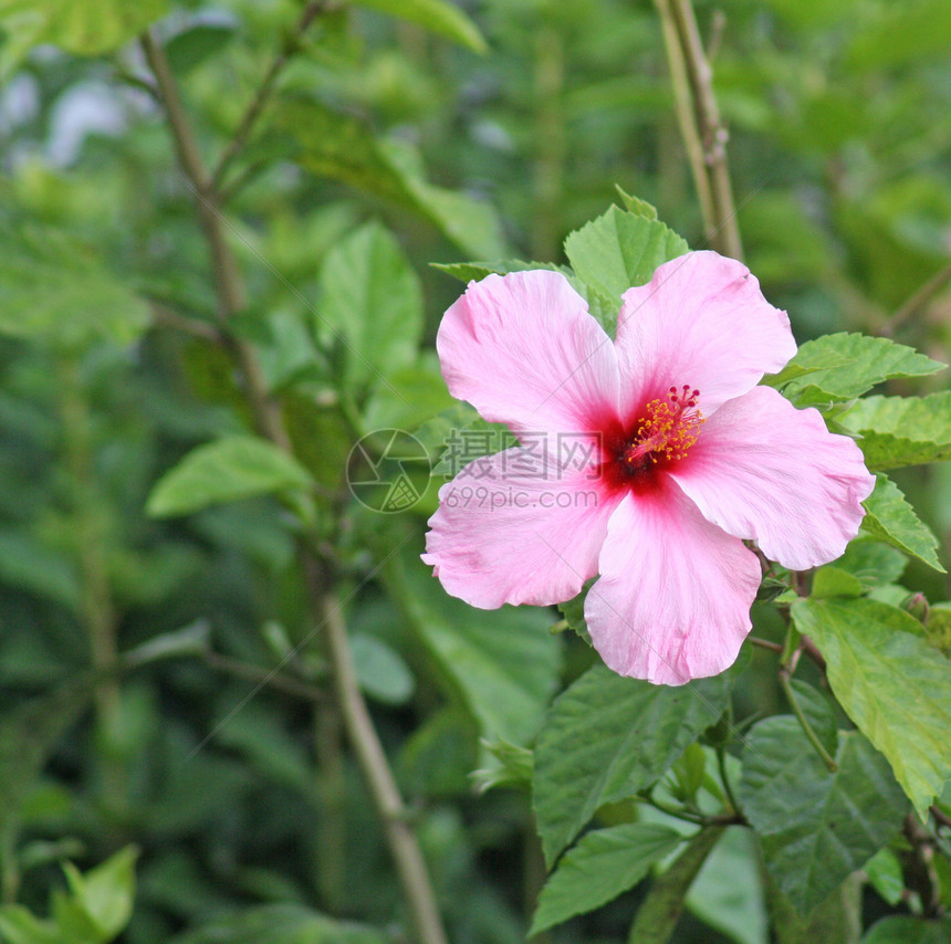 亚马利花束植物群植物花瓣花园生长妈妈们园艺叶子花粉图片