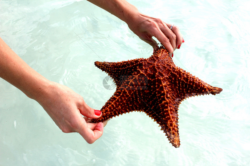 星鱼海岸生物热带海星潜水旅行沿海假期蓝色旅游图片