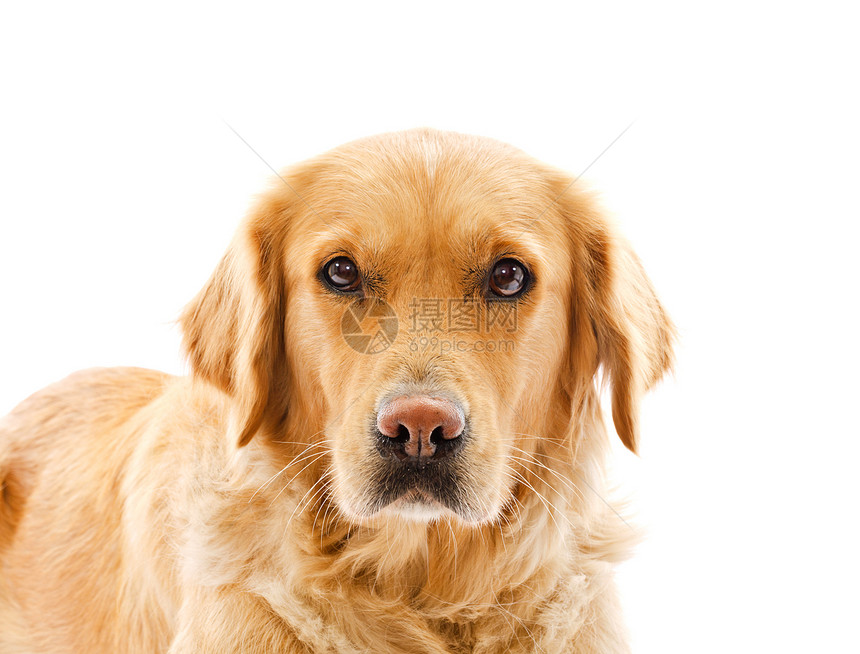 金金检索器宠物白色哺乳动物回收器工作室犬类猎犬打猎棕色图片