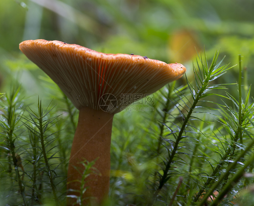 蘑菇详情生态地面棕色树叶苔藓生活森林绿色植物宏观图片
