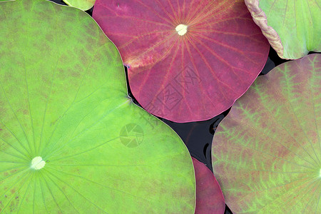 彩莲树叶季节植物植物园花园花坛叶子百合绿色花朵风景背景图片