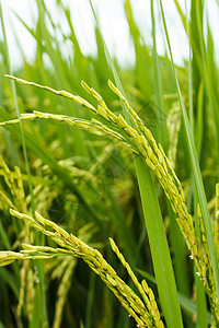 稻米田食物稻田阳台主食农田谷物场地坡度艺术种植园高清图片