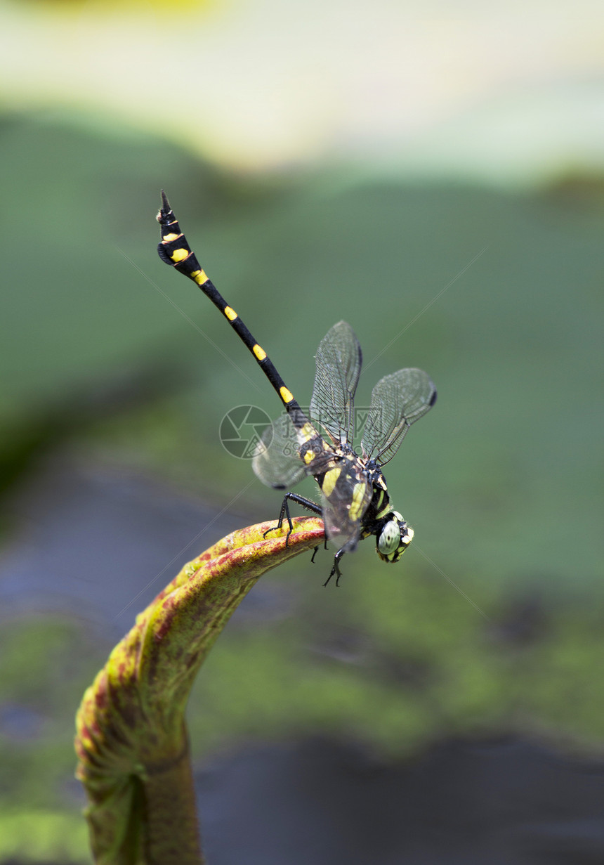 龙蛇尾休息昆虫黄色尾巴绿色翅膀荒野蜻蜓动物群图片
