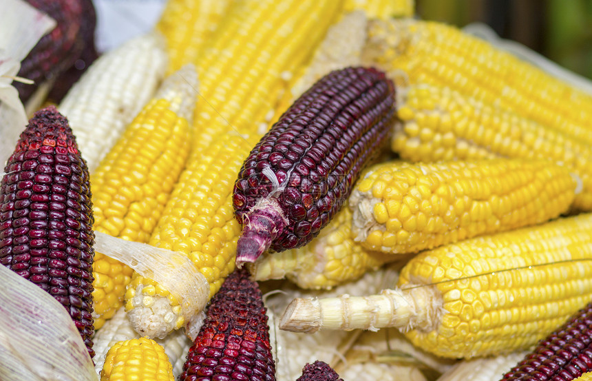 玉米燃料饮食收成生产叶子流行音乐蔬菜食物内核棒子图片