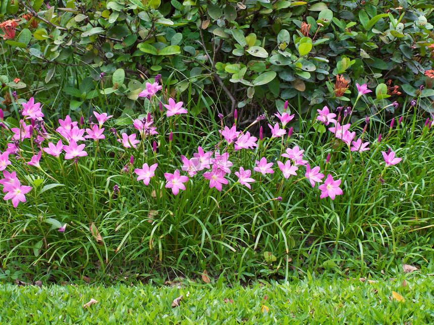 仙仙莉莉花朵叶子植物学和风植物花粉脆弱性季节下雨蔷薇百合图片