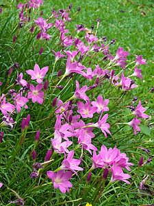 仙仙莉莉花朵和风花园叶子植物群植物蔷薇脆弱性热带花瓣季节背景图片