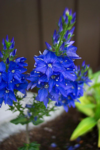 蓝花植物花园背景图片