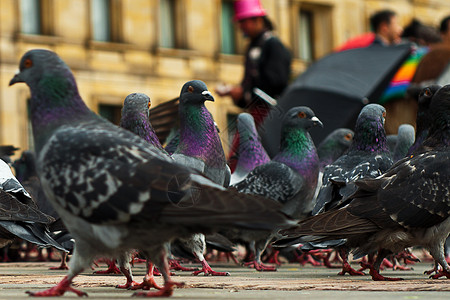 玻利瓦尔广场鸽子广场动物动物群灰色城市鸟类背景