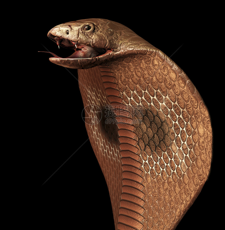 眼镜蛇蛇毒动物学危险十二生肖爬行动物渲染爬虫毒牙生物学致命图片