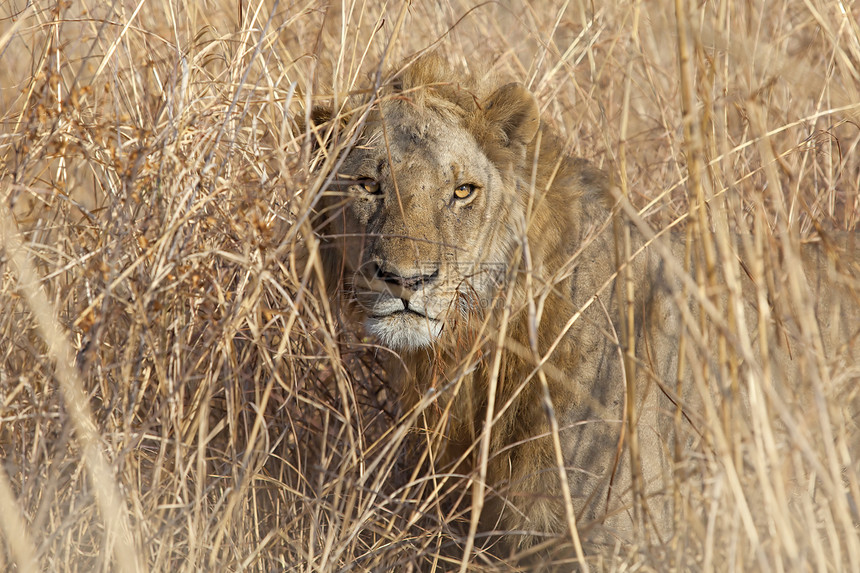 野狮狮子动物野生动物荒野眼睛黄色草原鬃毛捕食者男性图片