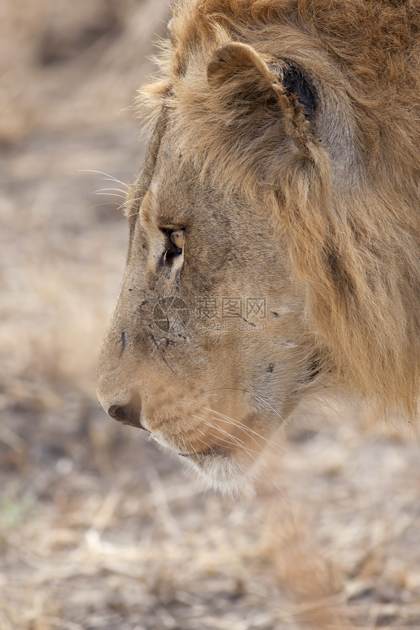 野狮国家捕食者男性荒野食肉狮子野生动物草地动物鬃毛图片