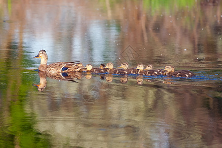 小鸭子游泳Mallard和她的鸭子池塘游泳沼泽羽毛翅膀苔藓小鸭子野生动物背景
