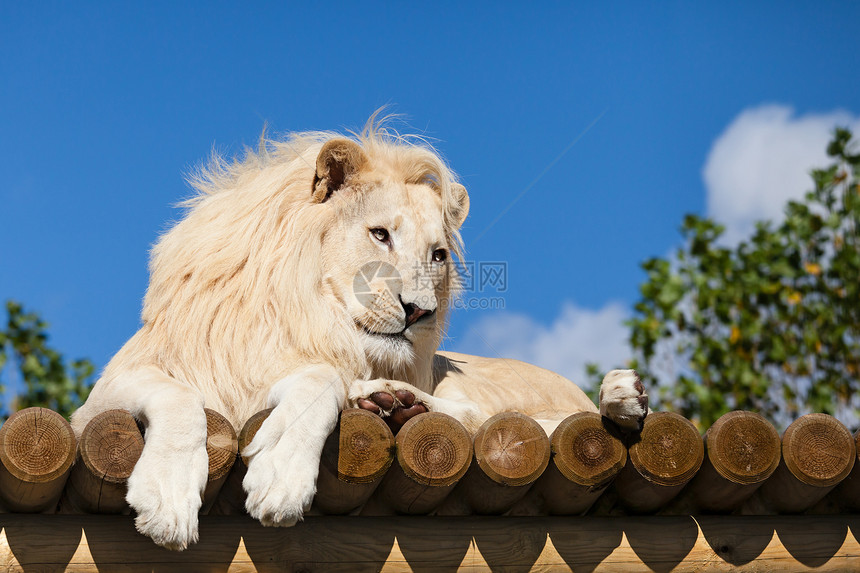 阳光中的白狮子在木月平台上图片