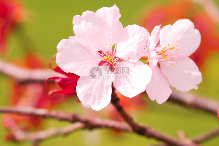 樱桃植物学粉色白色花瓣植物文化生长图片