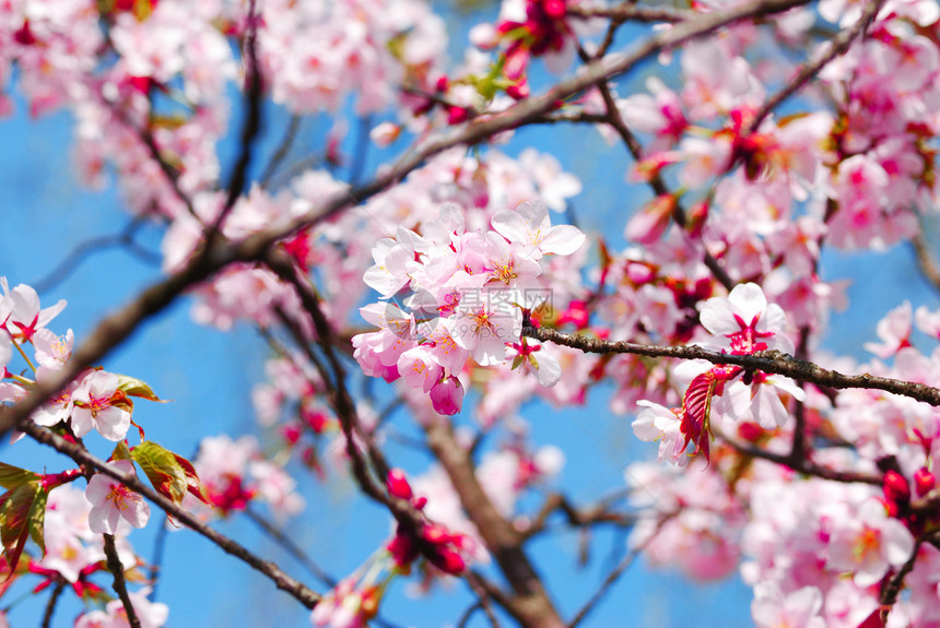 樱桃植物学粉色文化花瓣植物生长白色图片