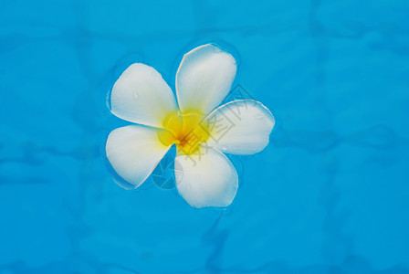 弗朗吉帕尼蓝色热带白色水池花瓣背景图片