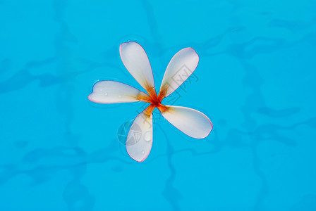 弗朗吉帕尼白色水池花瓣热带蓝色背景图片