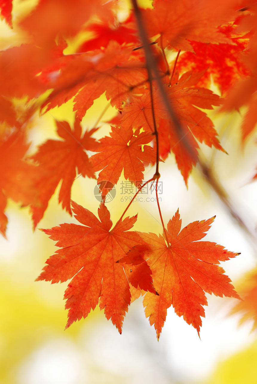 秋叶叶子阳光树木红色森林黄色图片