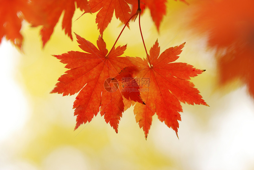 秋叶树木森林叶子黄色阳光红色图片