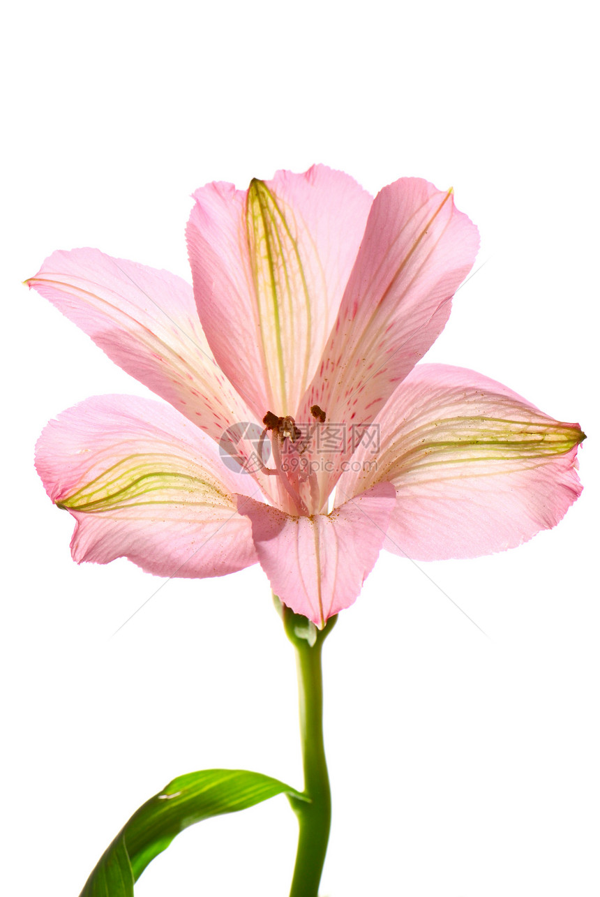 阿尔斯特罗梅花花花瓣绿色植物百合生长白色粉色花束叶子图片