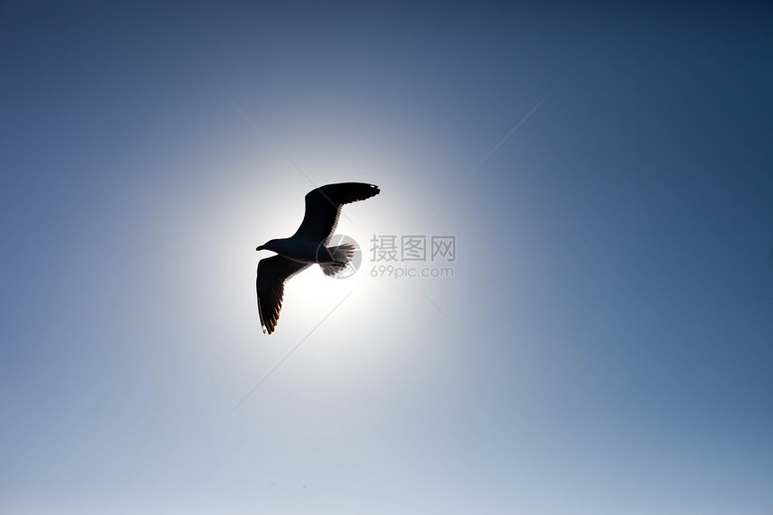 捕海鸥对太阳图片